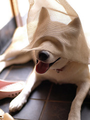 Blindfolded Dog